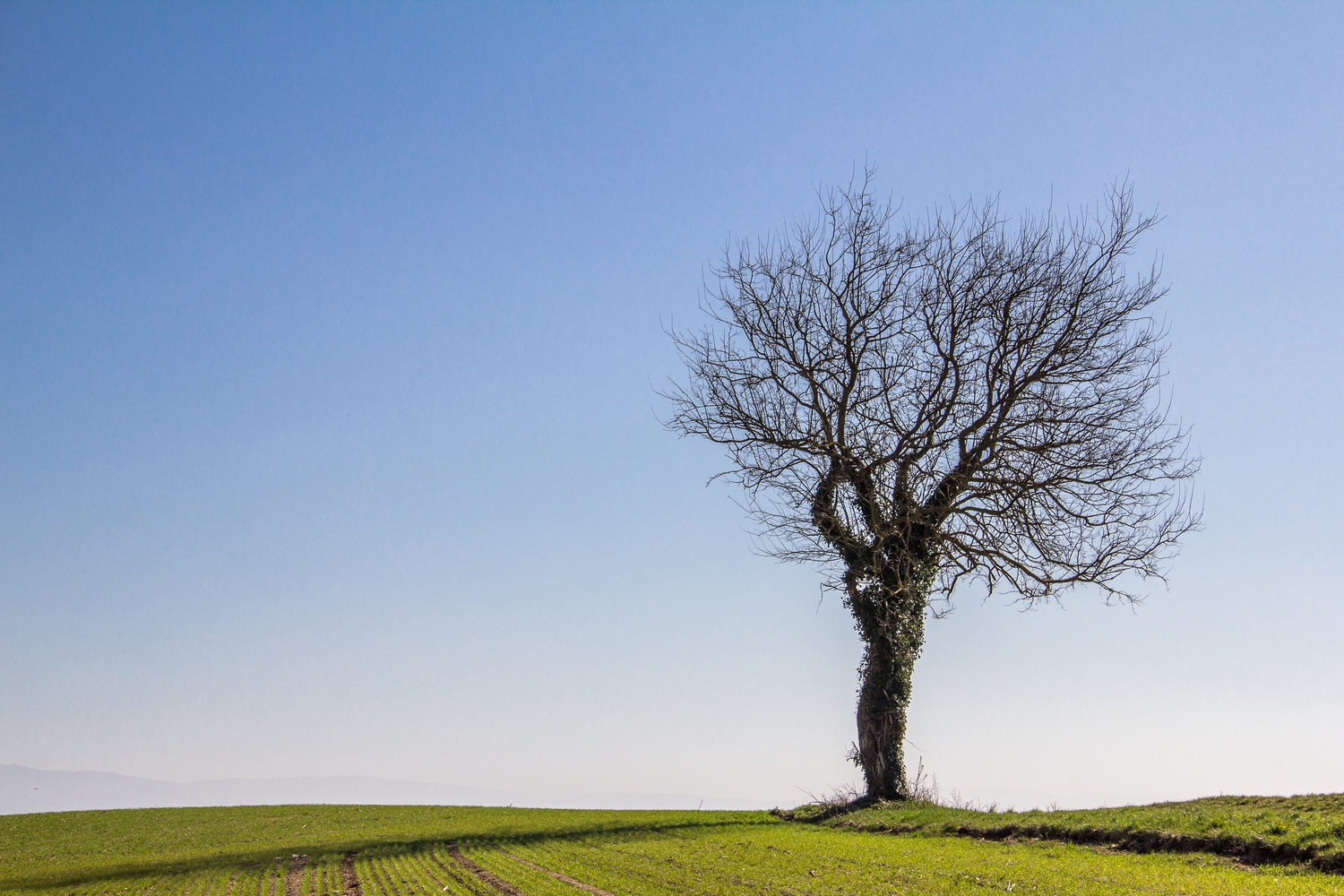 Fonds d'cran Nature Arbres - Forts 