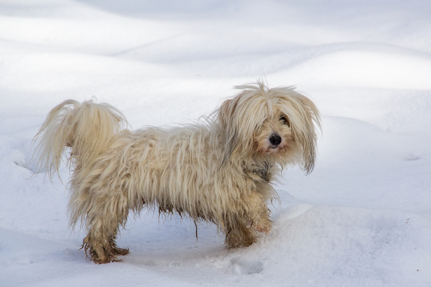 Fonds d'cran Animaux Chiens dans la neige