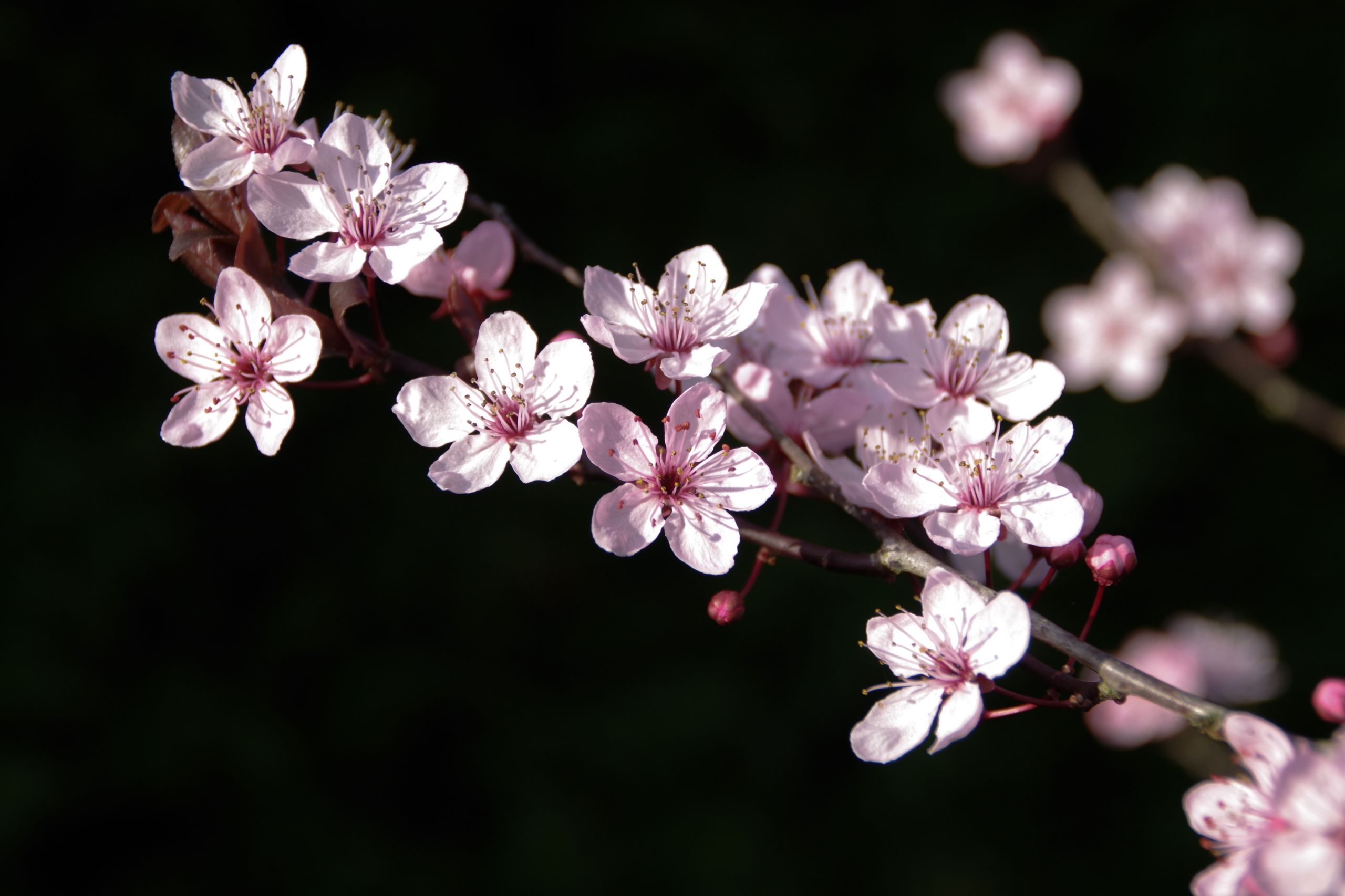 Fonds d'cran Nature Fleurs 