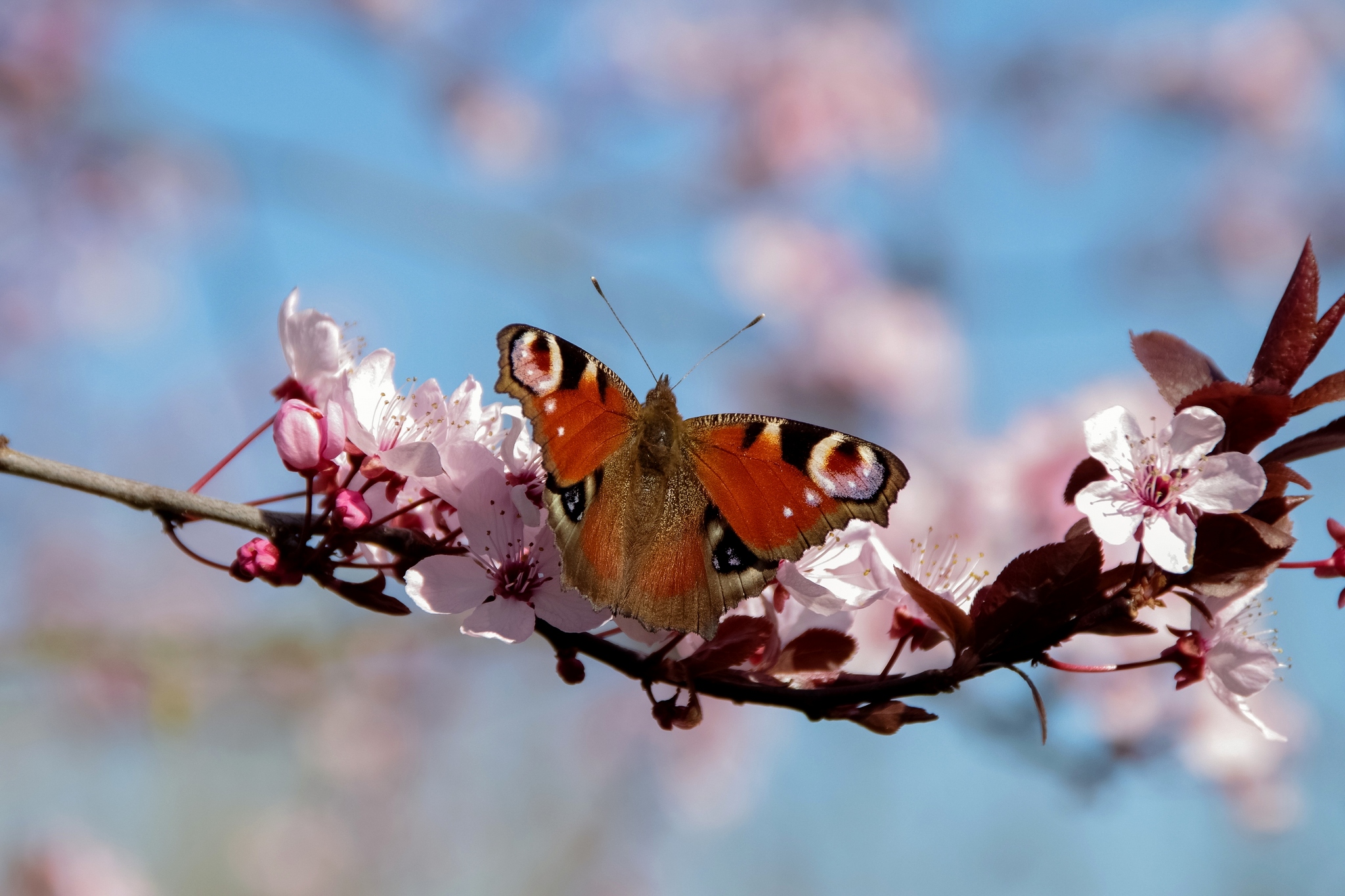 Fonds d'cran Animaux Insectes - Papillons 