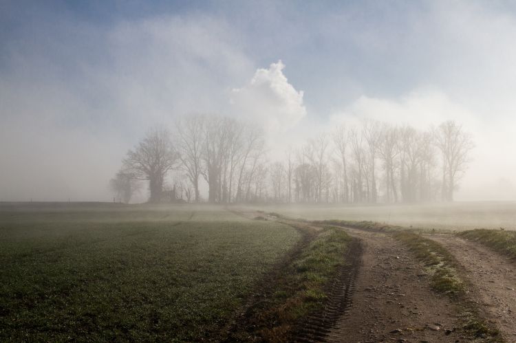 Fonds d'cran Nature Arbres - Forts brouillard