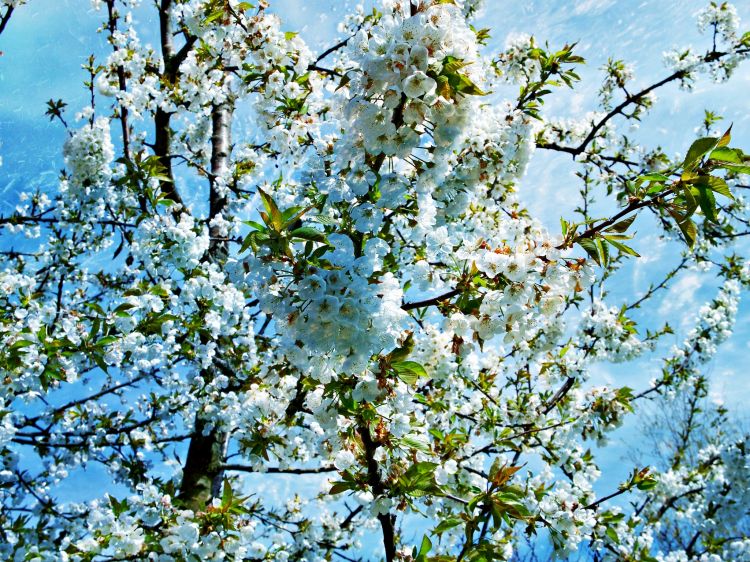 Fonds d'cran Nature Fleurs Fleur cerisier