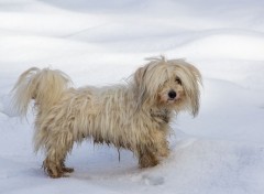  Animaux dans la neige