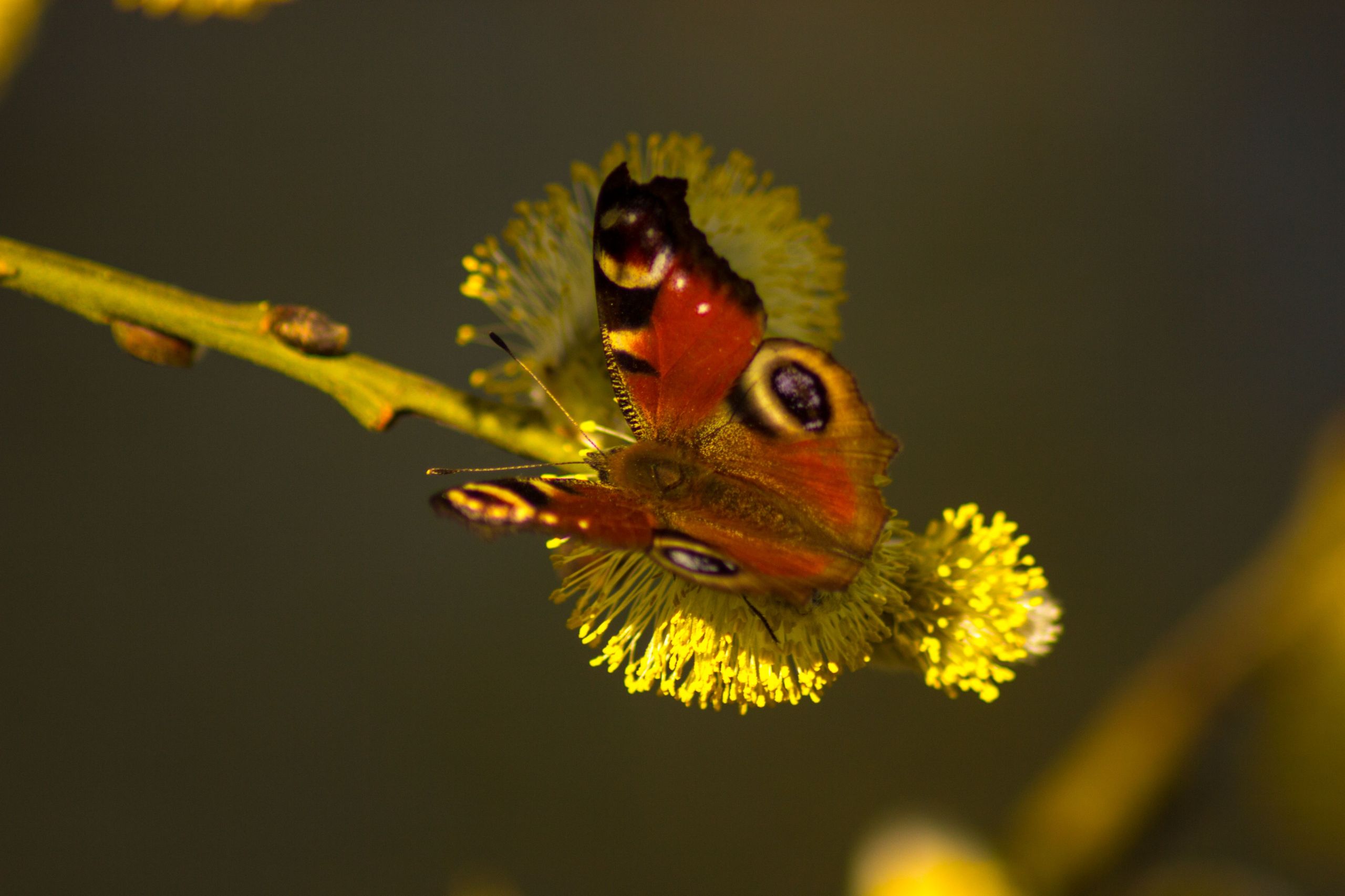 Fonds d'cran Animaux Insectes - Papillons 