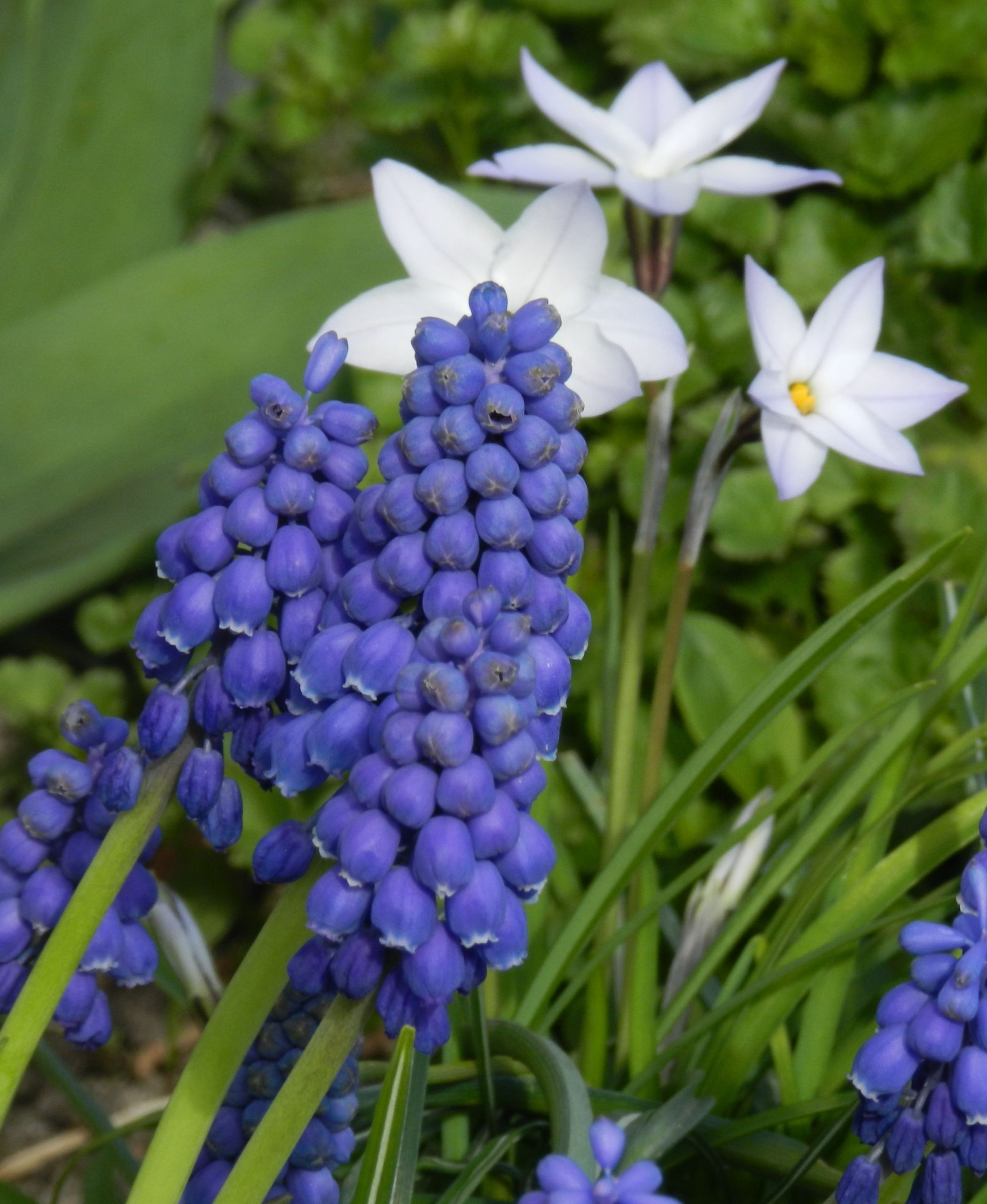 Fonds d'cran Nature Fleurs 