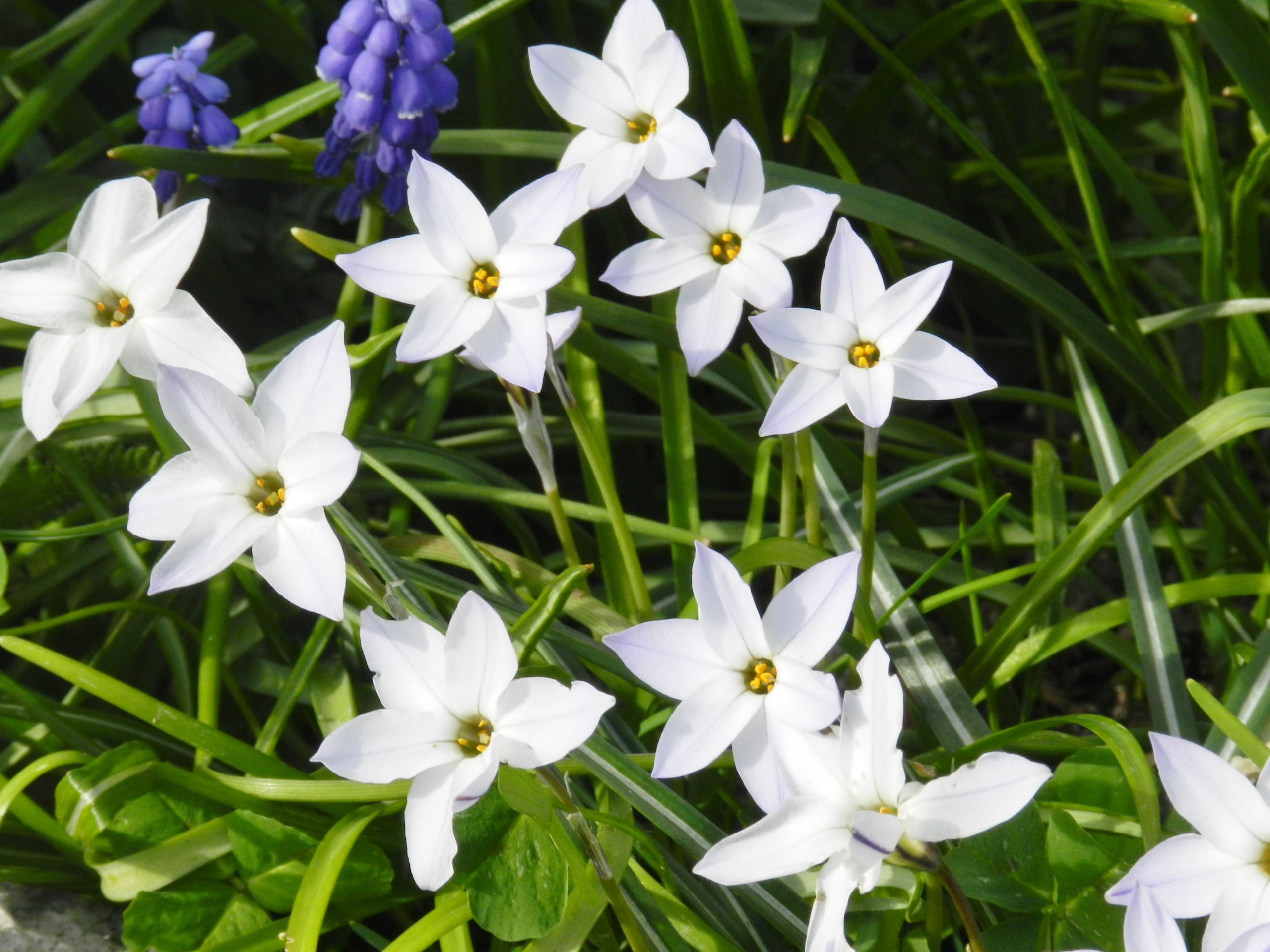 Fonds d'cran Nature Fleurs 