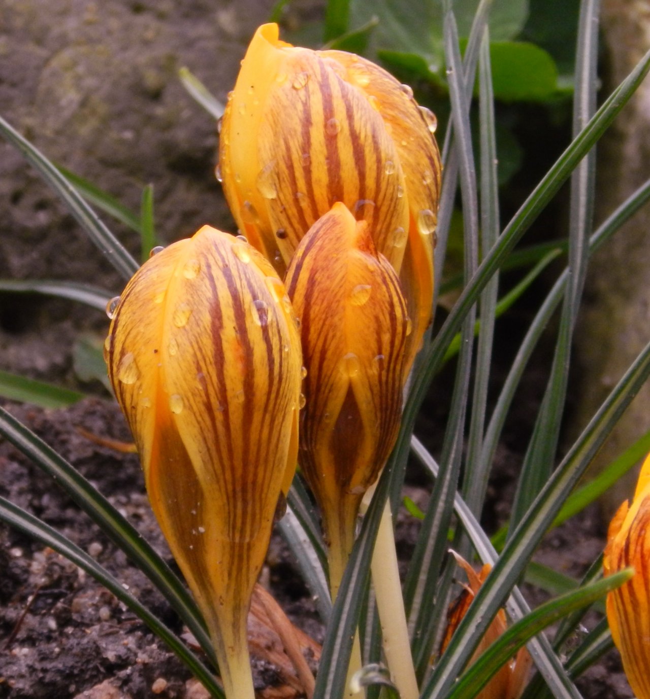 Fonds d'cran Nature Fleurs 