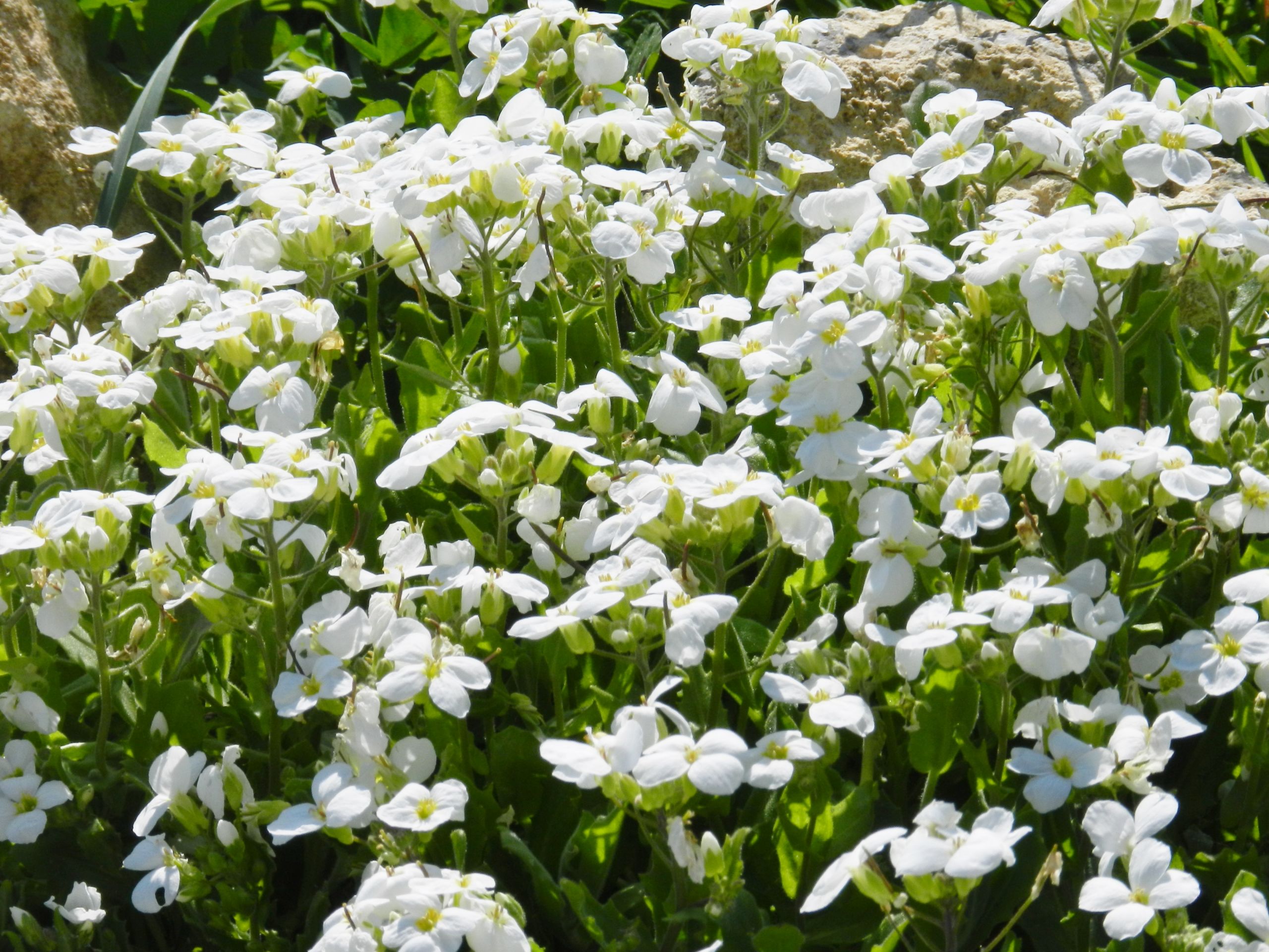 Fonds d'cran Nature Fleurs 