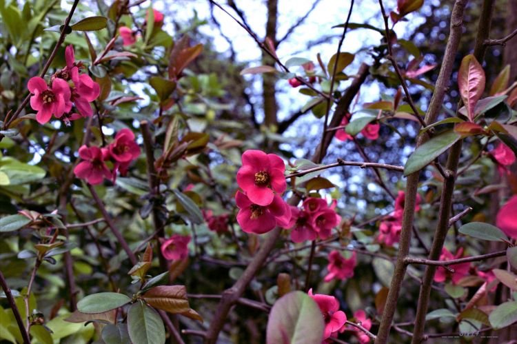 Fonds d'cran Nature Fleurs arbres, fleurs