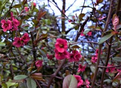  Nature arbres, fleurs