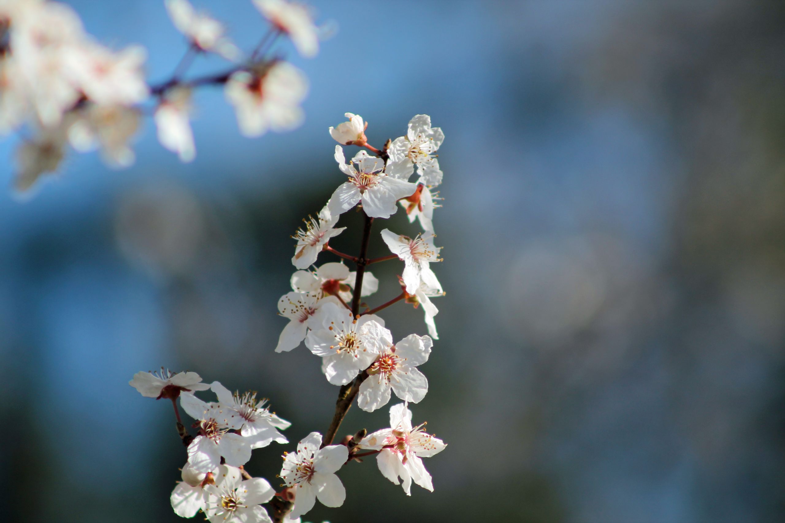 Fonds d'cran Nature Saisons - Printemps le printemps est arriv