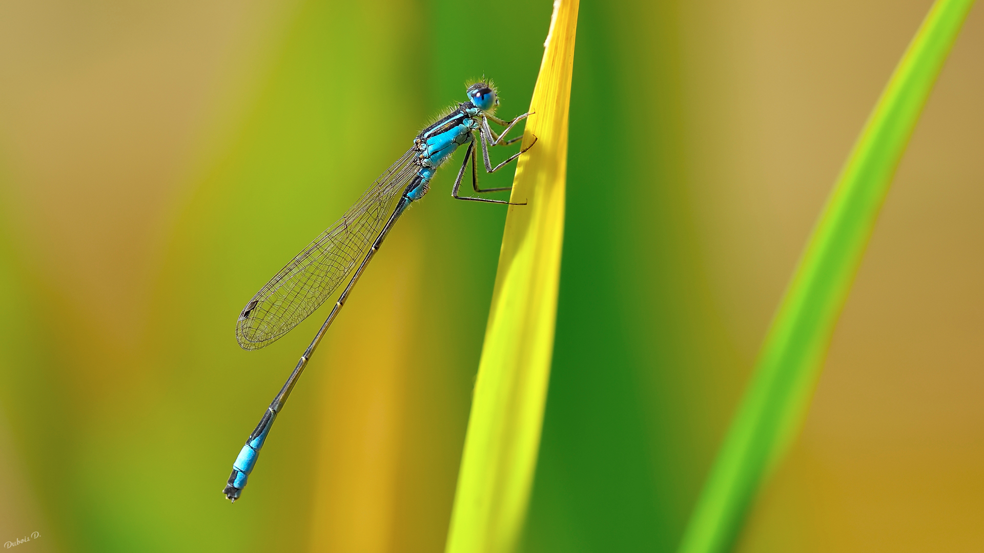 Fonds d'cran Animaux Insectes - Libellules Libellule