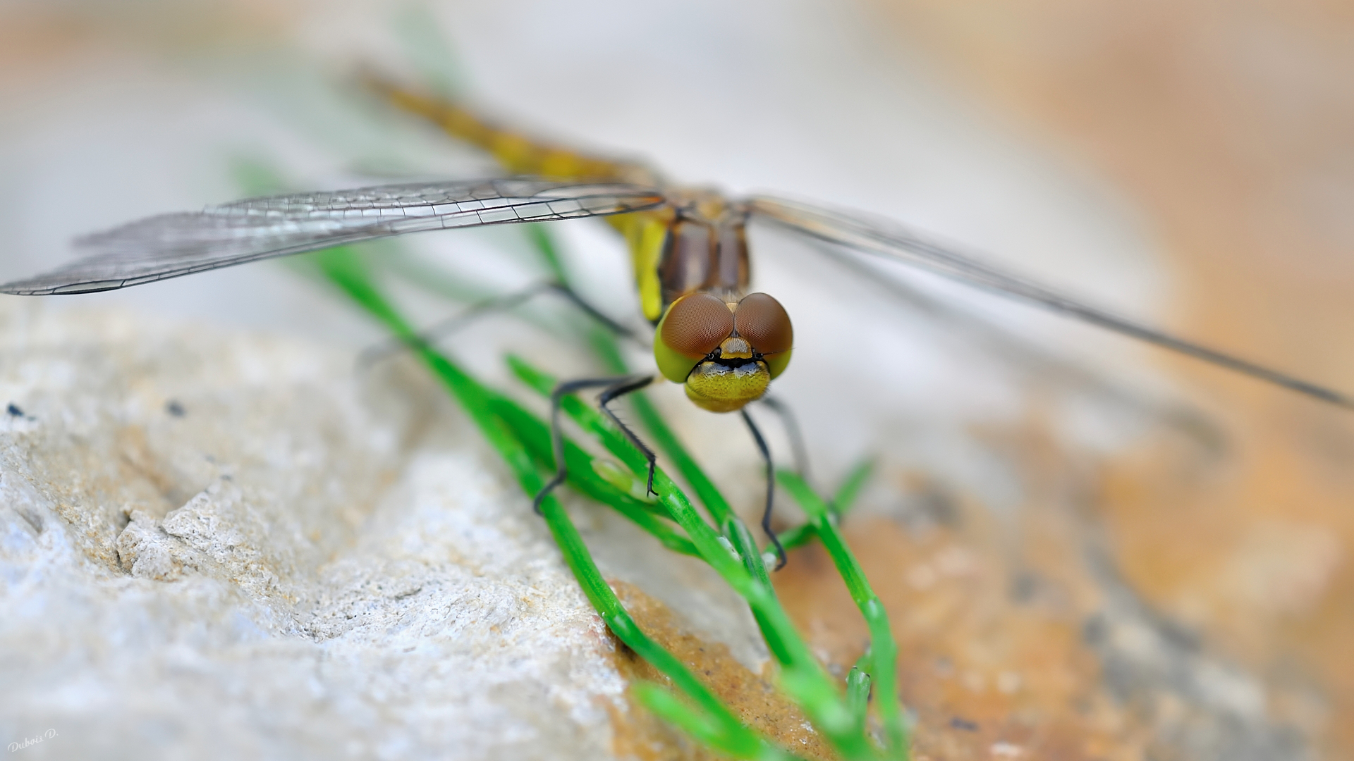 Wallpapers Animals Insects - Dragonflies Libellule