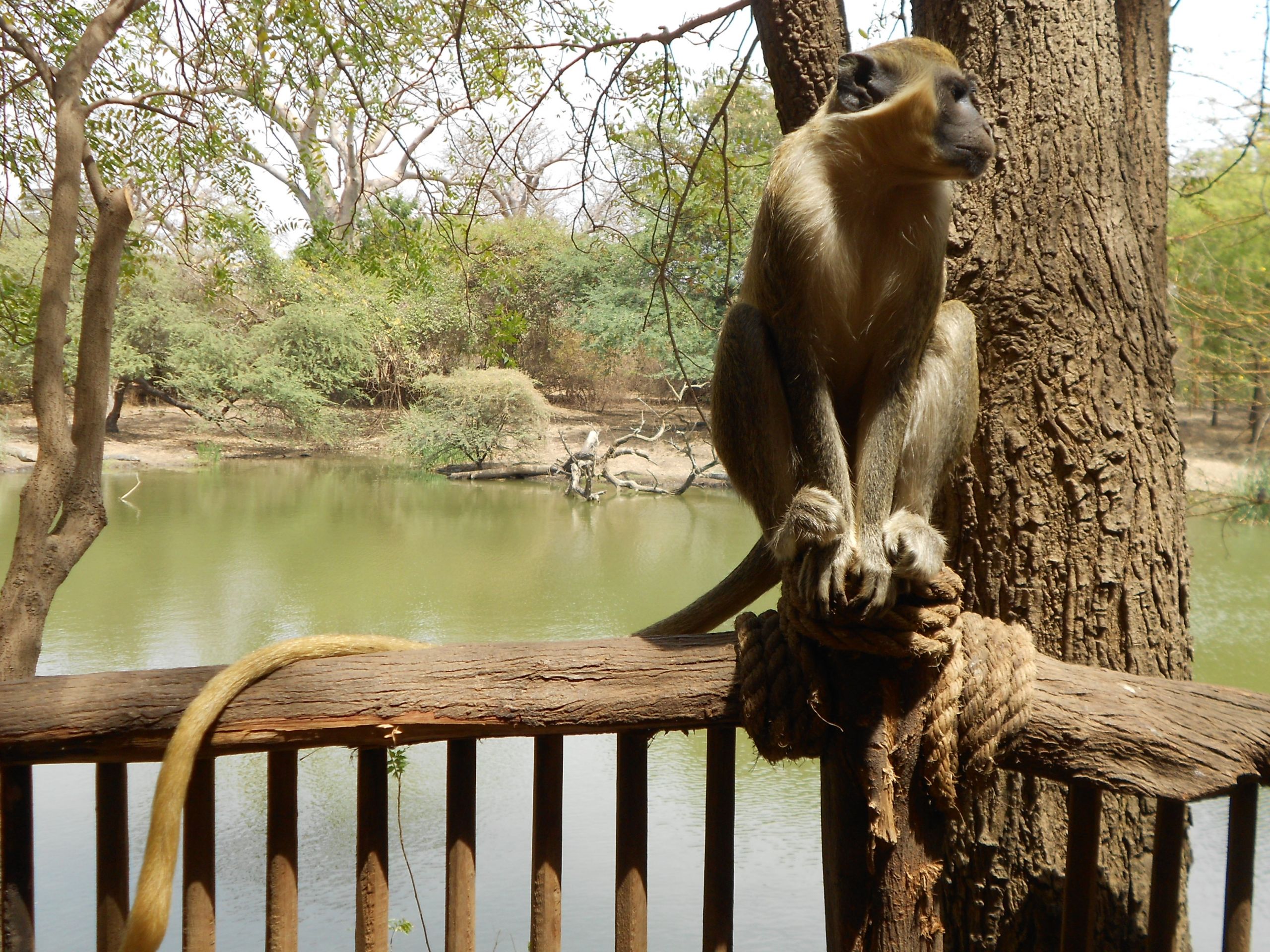 Fonds d'cran Animaux Singes 