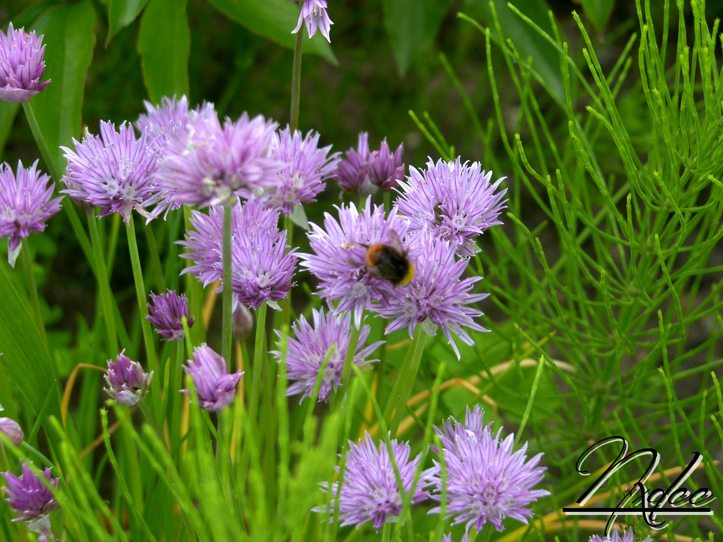 Fonds d'cran Nature Fleurs 