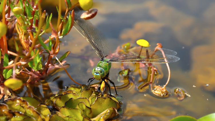 Fonds d'cran Animaux Insectes - Libellules Libellule