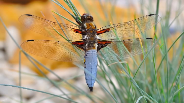 Fonds d'cran Animaux Insectes - Libellules Libellule