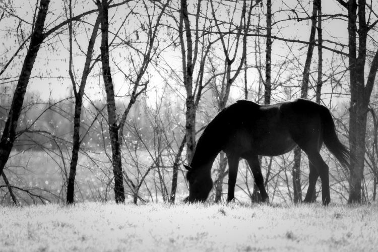 Fonds d'cran Animaux Chevaux Wallpaper N371988