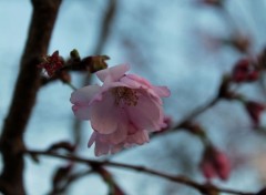 Fonds d'cran Nature le printemps est arriv