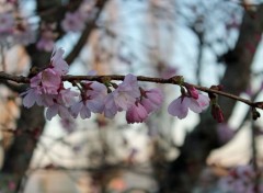 Fonds d'cran Nature le printemps est arriv