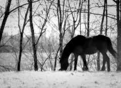  Animaux Image sans titre N371988