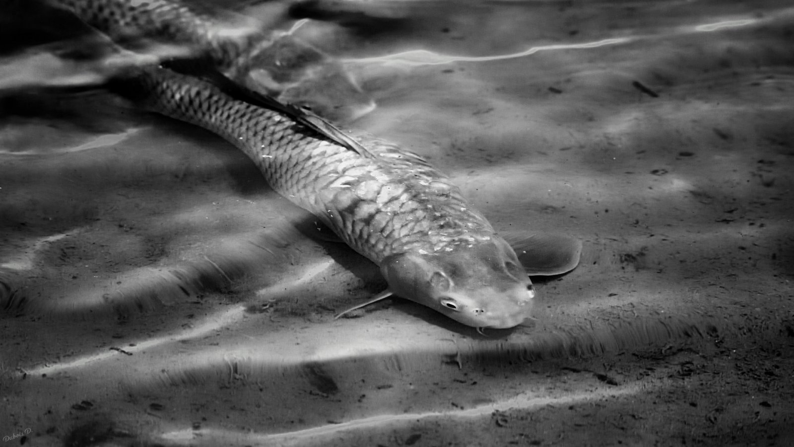 Fonds d'cran Animaux Poissons d'eau douce Ondulation