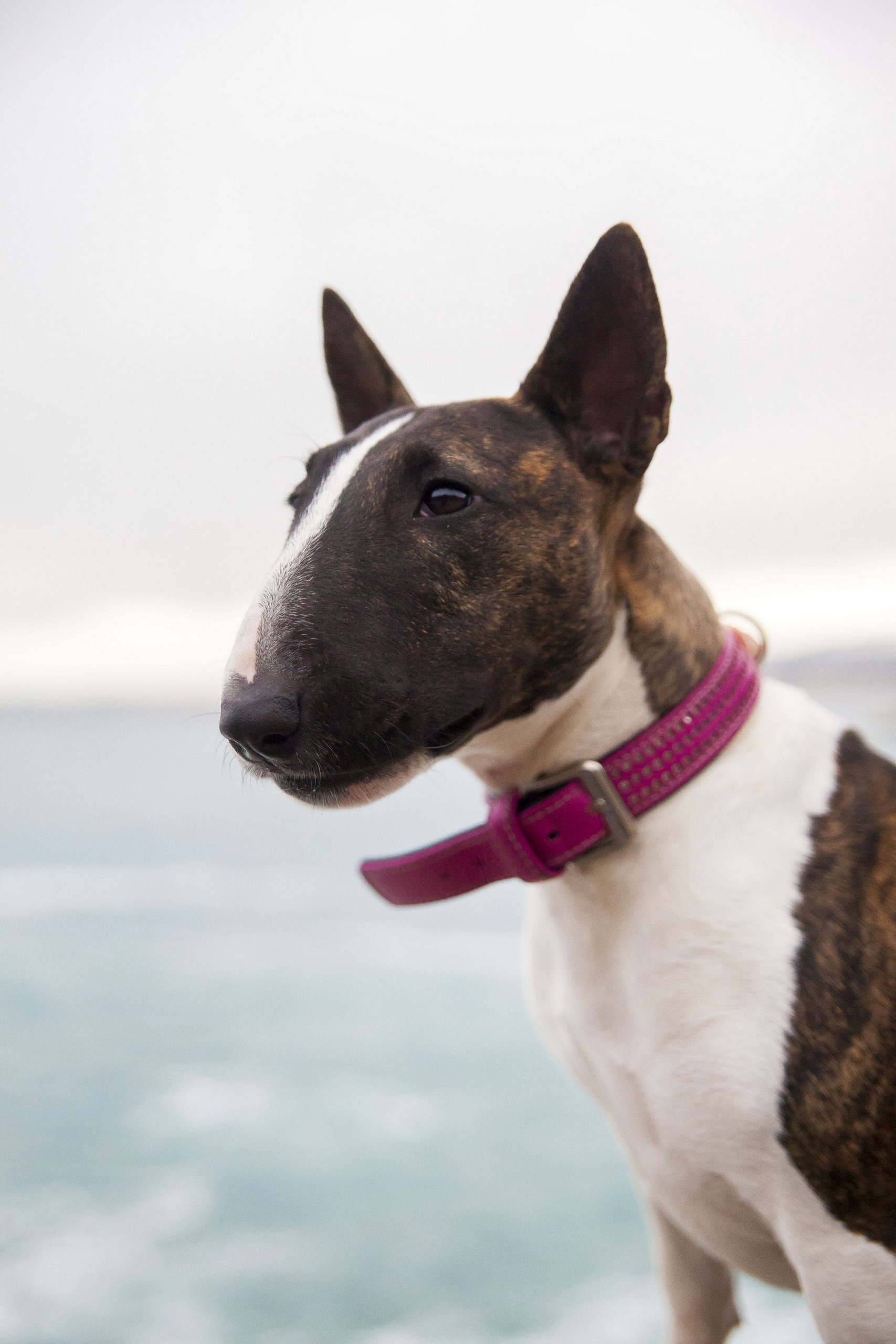 Fonds d'cran Animaux Chiens BULL TERRIER MINIATURE