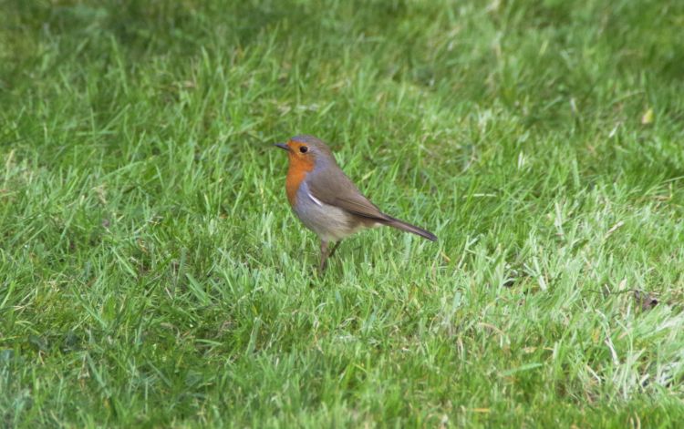 Fonds d'cran Animaux Oiseaux - Rougegorges Wallpaper N372107