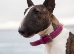  Animaux BULL TERRIER MINIATURE