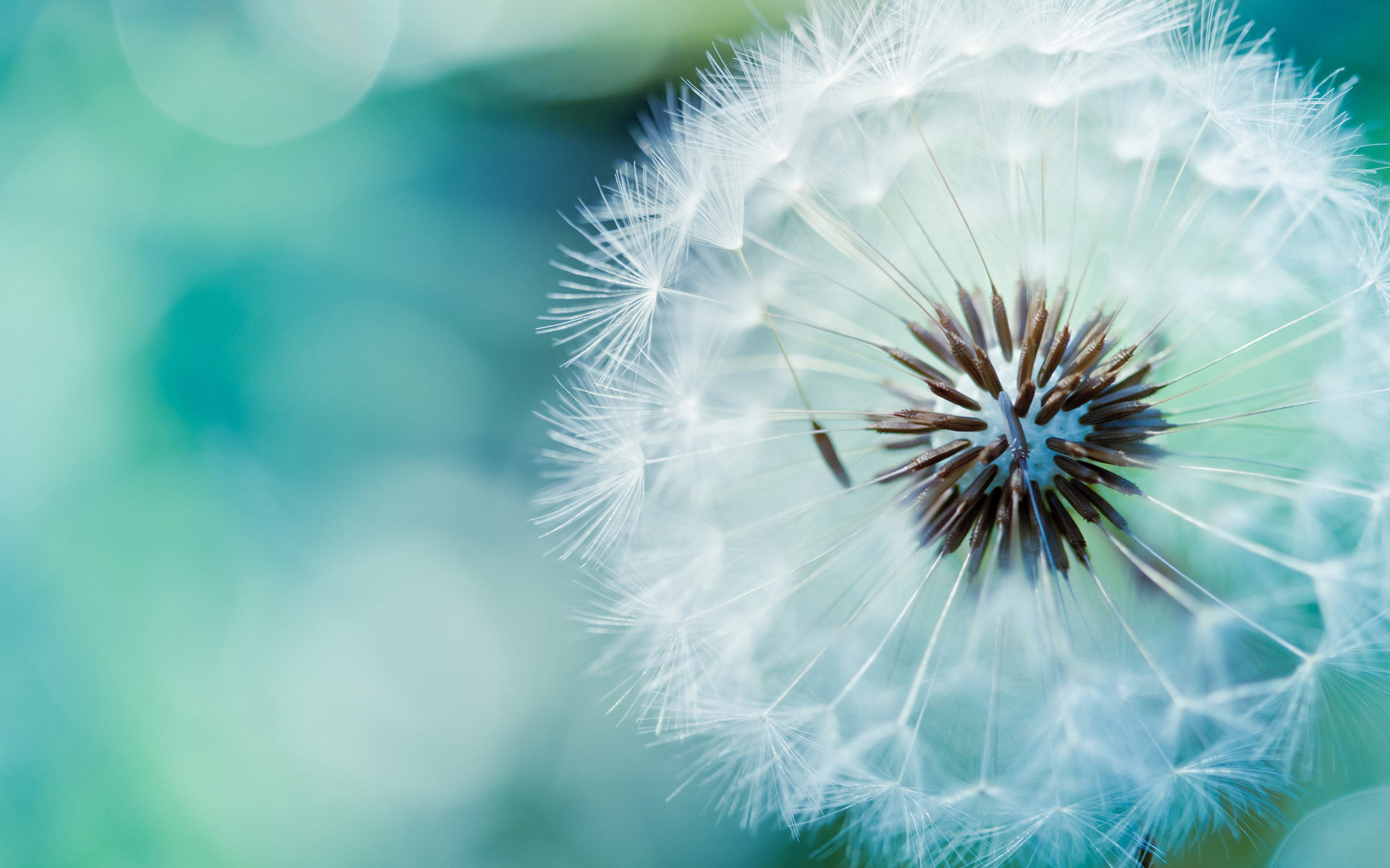 Fonds d'cran Nature Fleurs 