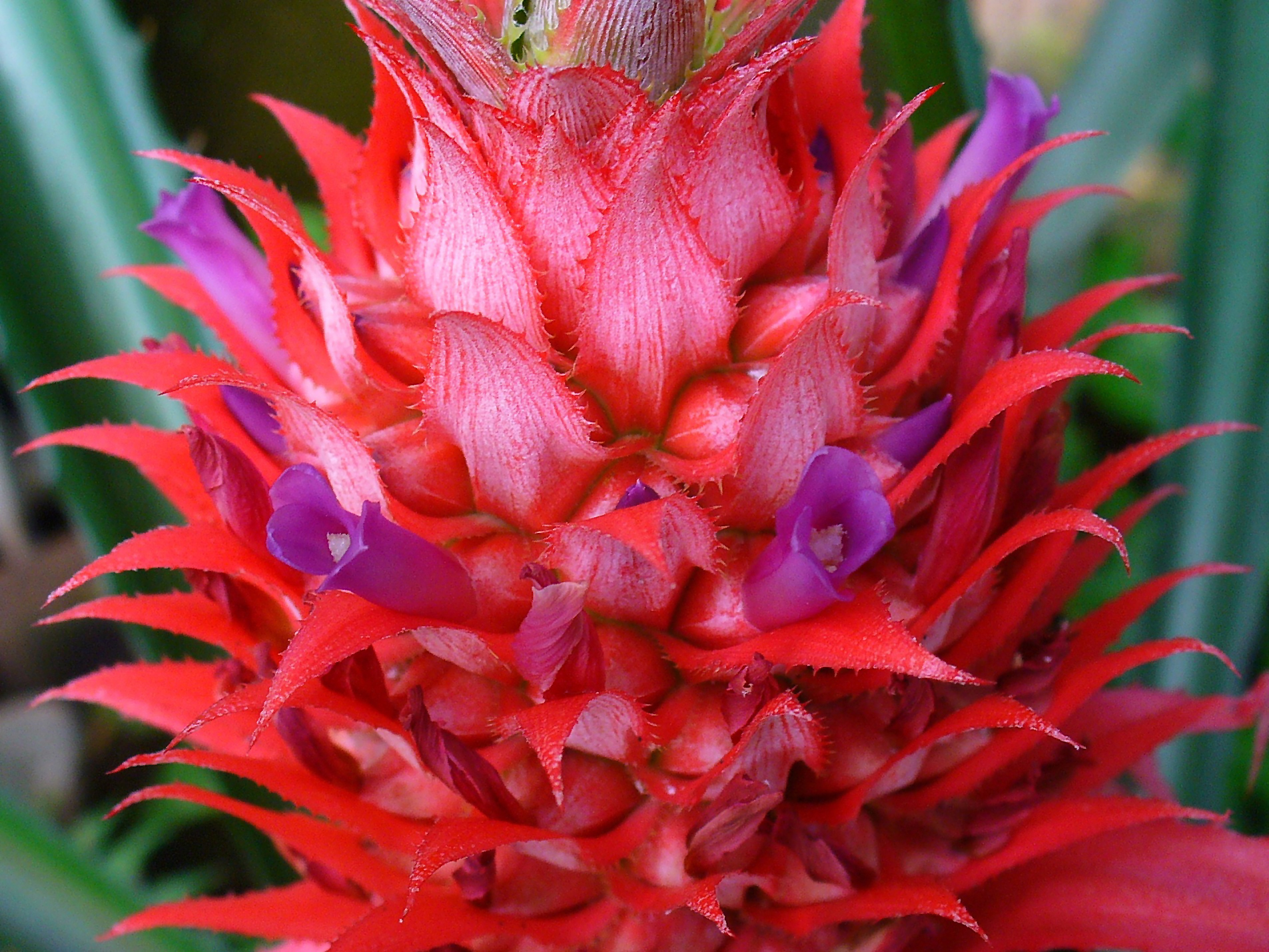 Fonds d'cran Nature Fleurs 