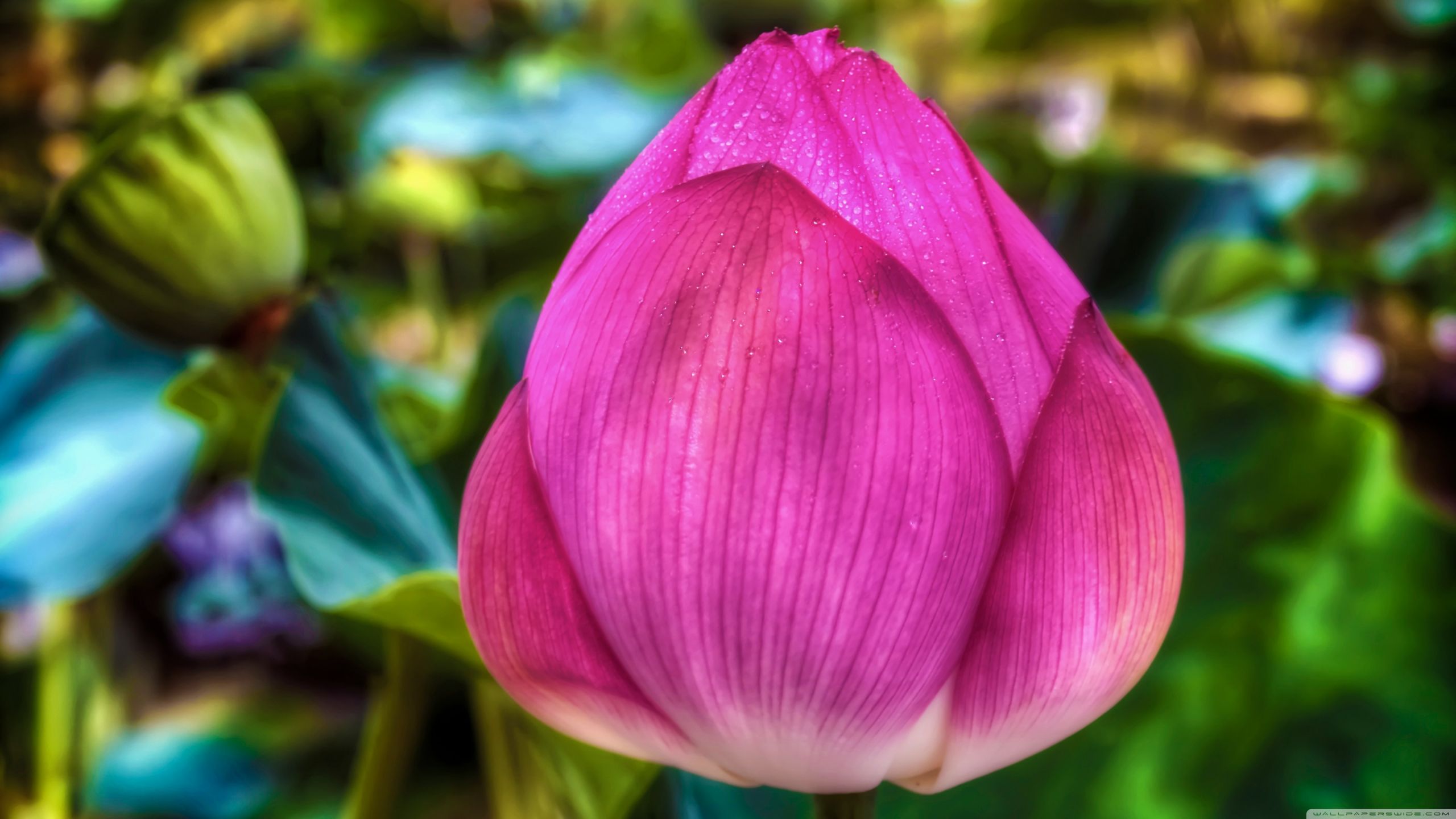 Fonds d'cran Nature Fleurs 