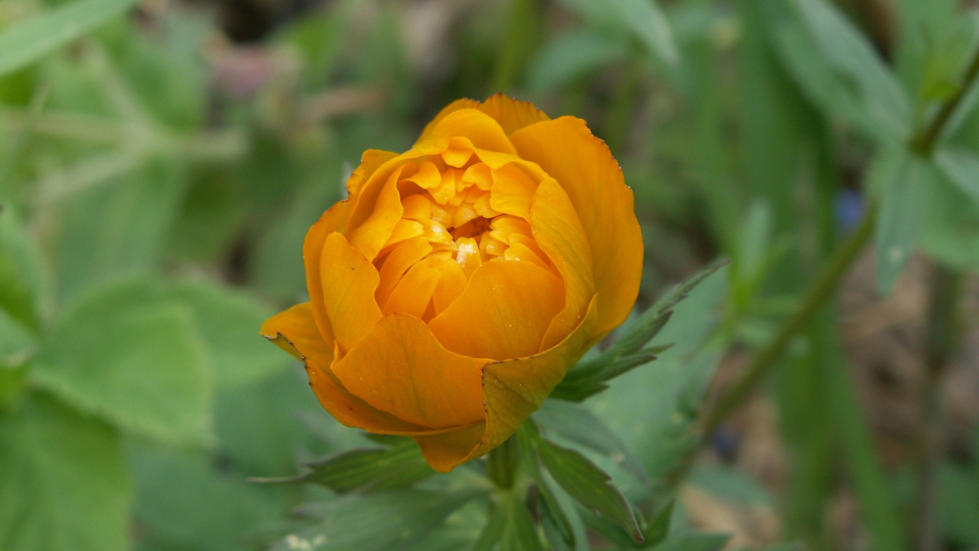 Fonds d'cran Nature Fleurs 