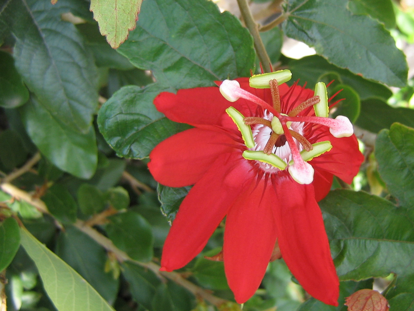 Fonds d'cran Nature Fleurs 