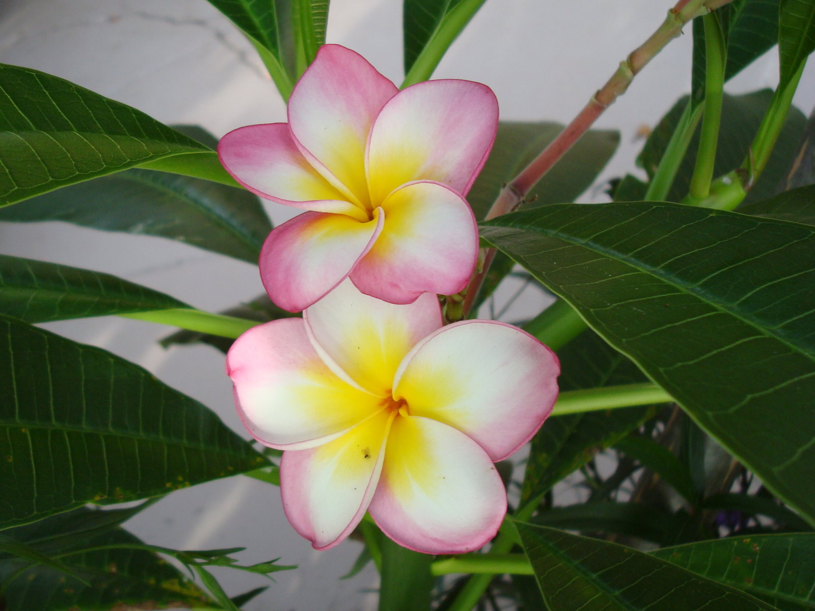 Fonds d'cran Nature Fleurs 