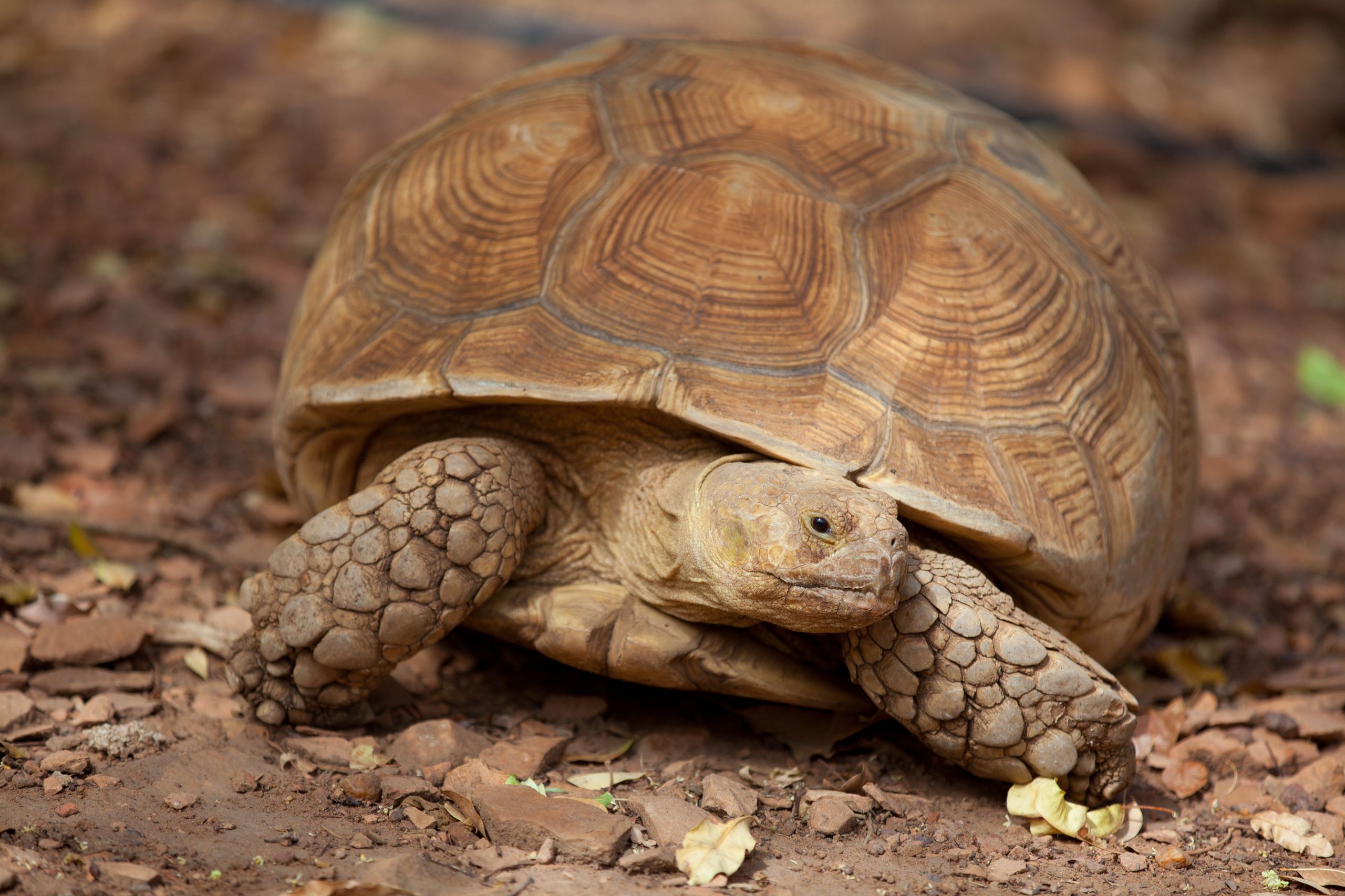 Fonds d'cran Animaux Tortues 