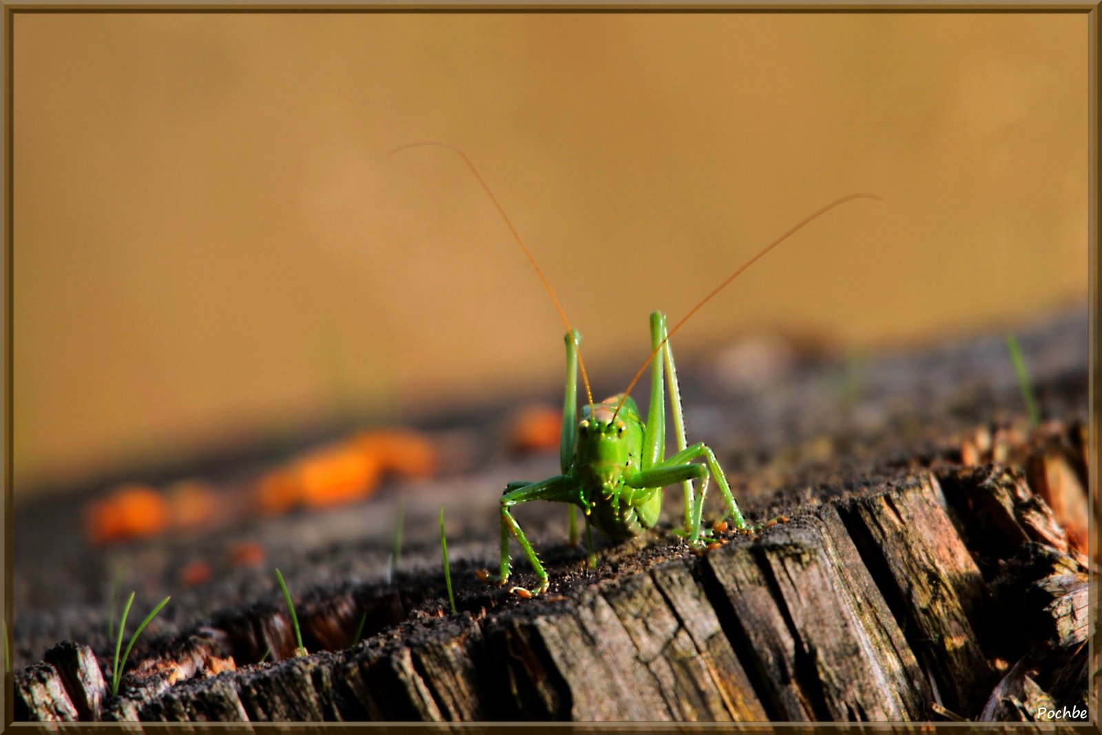 Wallpapers Animals Insects - Grasshoppers and Locusts 