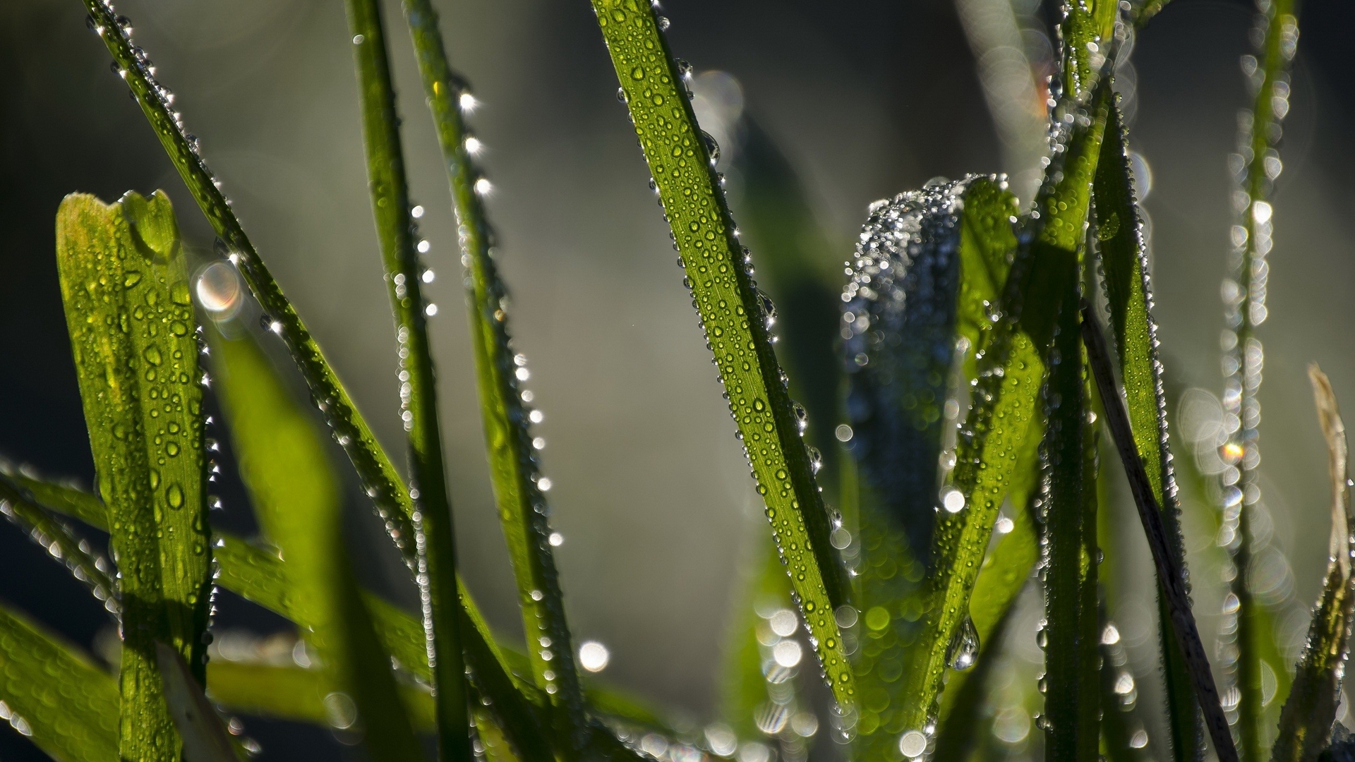 Fonds d'cran Nature Herbes 