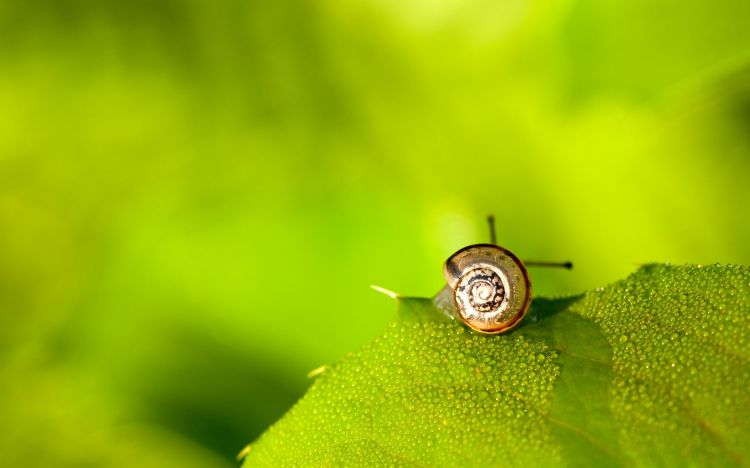 Fonds d'cran Animaux Escargots - Limaces Wallpaper N372268