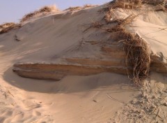  Nature dune de sable