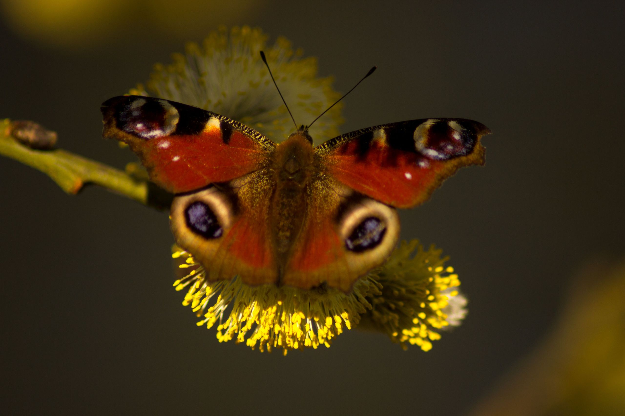 Wallpapers Animals Insects - Butterflies 