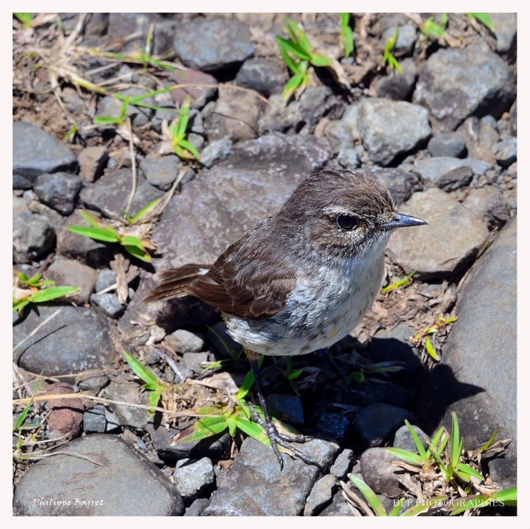 Fonds d'cran Animaux Oiseaux - Divers Jeune oiseau tec-tec