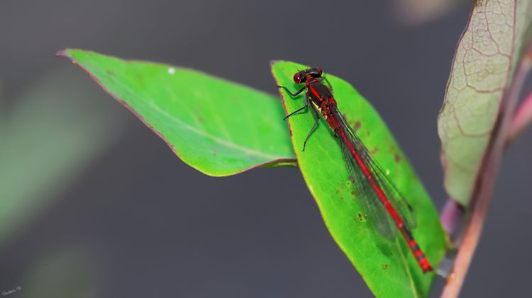 Fonds d'cran Animaux Insectes - Libellules libellule