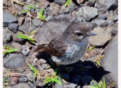  Animaux Jeune oiseau tec-tec