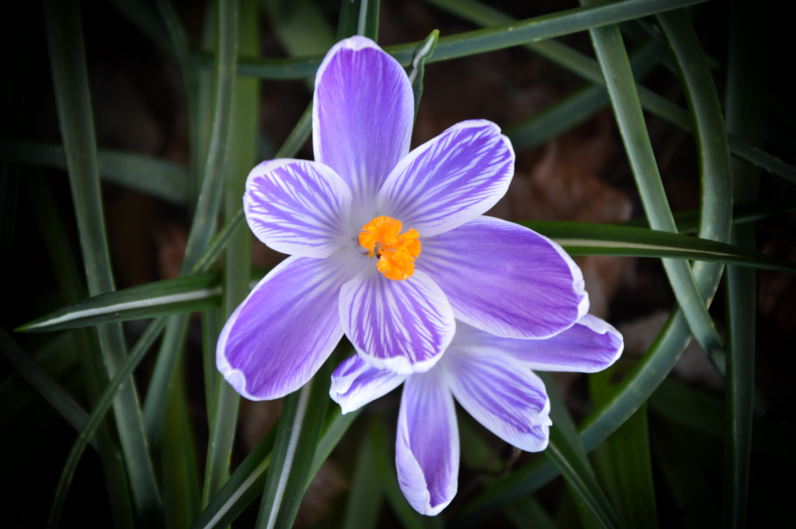 Fonds d'cran Nature Fleurs 