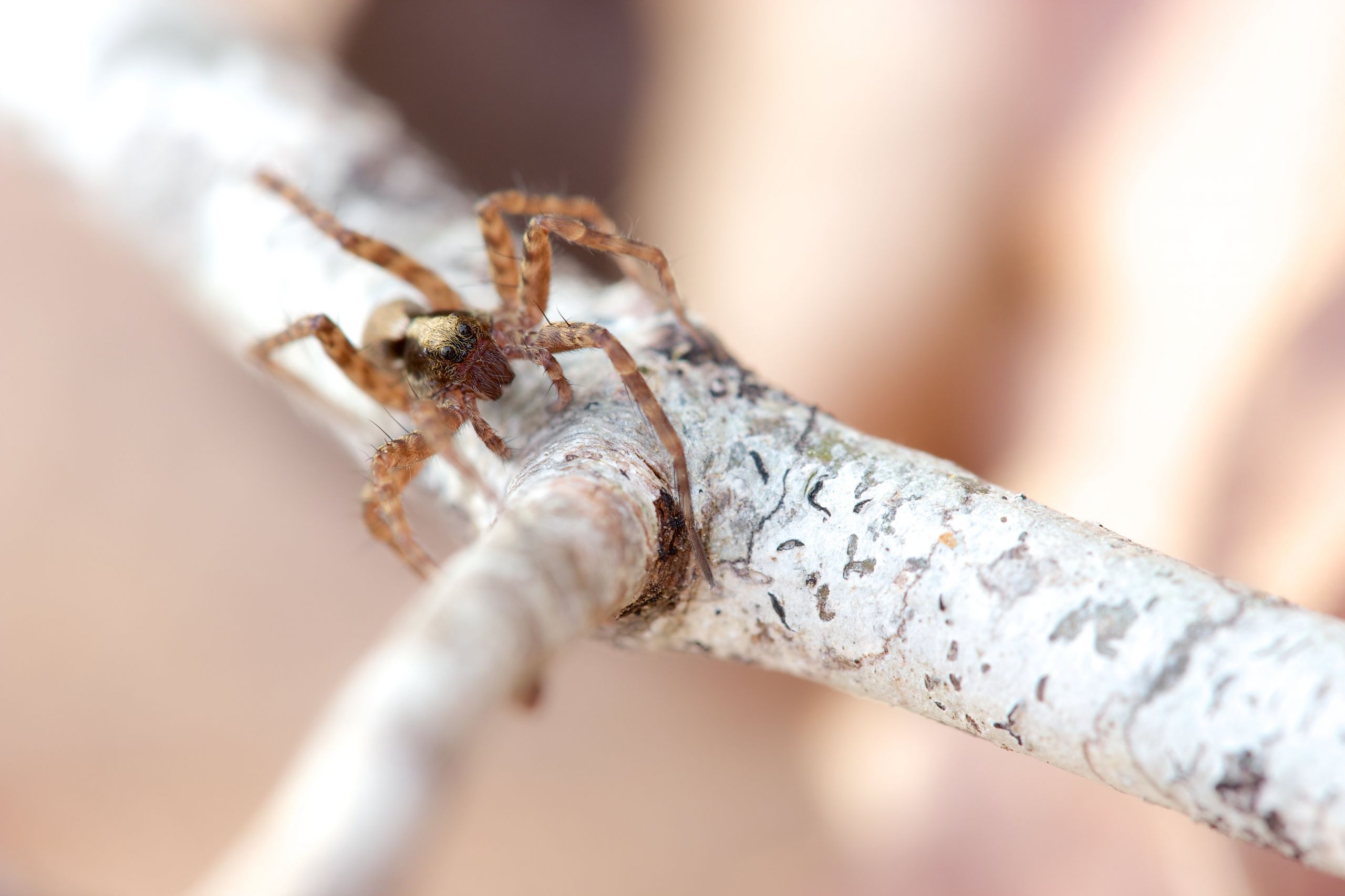 Fonds d'cran Animaux Araignes 