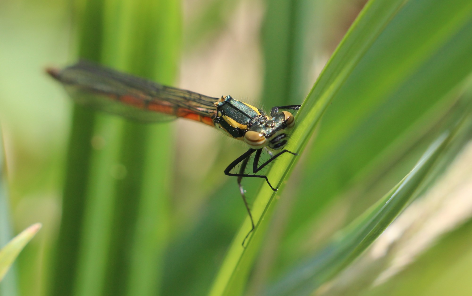 Fonds d'cran Animaux Insectes - Libellules Agrion au corps de feu