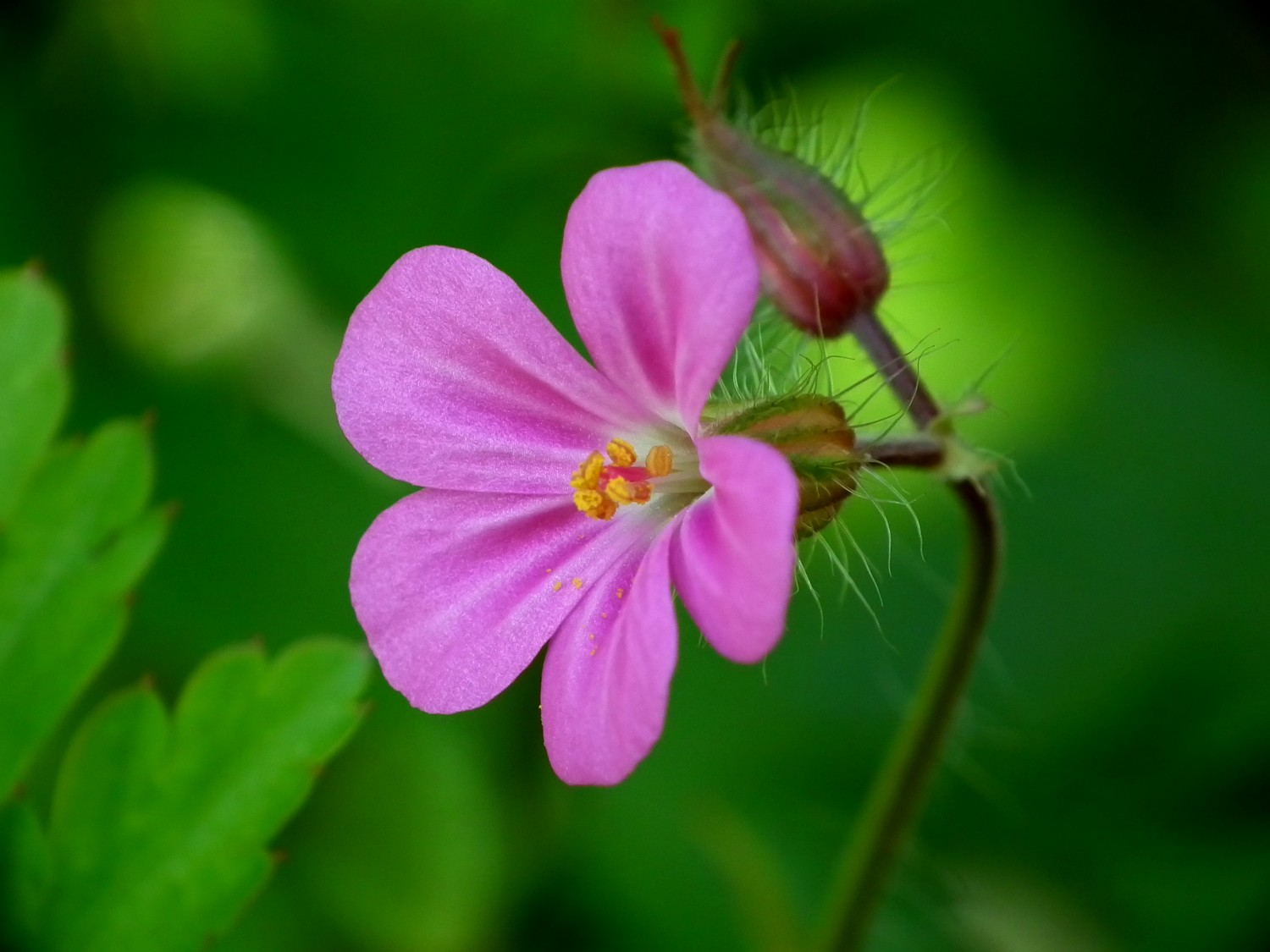 Wallpapers Nature Flowers 