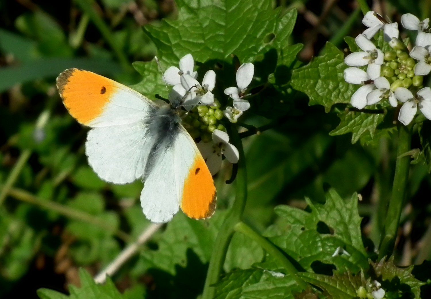 Fonds d'cran Animaux Insectes - Papillons L'aurore