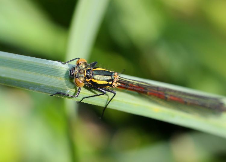 Fonds d'cran Animaux Insectes - Libellules Agrion au corps de feu